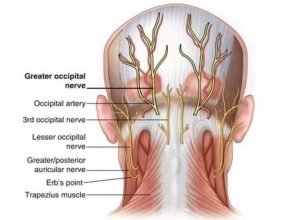 Anatomical illustration of the neck and head.